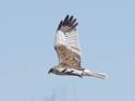 Marsh Harrier-.jpg